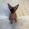 Sphynx Cats/Kittens
