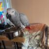 Female Congo African Grey Needs New Home