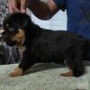 Rottweiler puppies