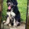 Labradoodle