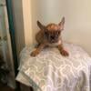 French Bulldog puppies AKC 15 Weeks