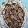Adult Female Ball Python