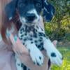 CKC Dalmatian Puppies 