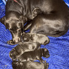 AKC Chocolate Labrador Puppies