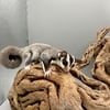 Baby Sugar Gliders available