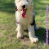 Purebred Old English Sheepdog Puppy