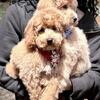 Miniature Poodle MALES [13wks old]