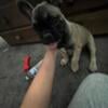 $900 AKC Male French bulldog 