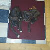 2 AKC boxer puppies - READY for their FUREVER homes!!!