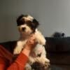 13 Week okd Morkie Puppies