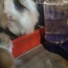 Blue Eyes PEDIGREE Lionhead Female