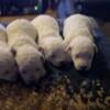 Beautiful Mutipoo female pups