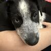 Ausky puppy needs a loving home