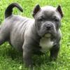 American Bully Compact Pocket Male Available Pup