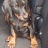 AKC Doberman pincher puppies.