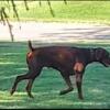 Chocolate Red Doberman puppies