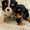 AKC registrable Cavalier king charles puppies 