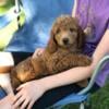 Miniature Labradoodle