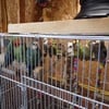 Bonded set of 8 Lovebirds