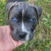 CANE CORSO MIX PUPPIES