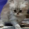 Blue Silver Shaded Male Persian Kitten