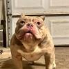 Stud - Pocket American Bully