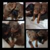 Doberman puppies for sale