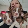 ALL ARE REHOMED: Boston Terrier Puppies Born 12/4/23