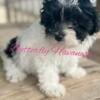 GCH Sired Litter - Havanese