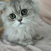 Persian kittens