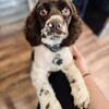 🐾 Looking for the right home for our 2 year old foster Cocker Spaniel 🐾