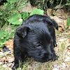 CKC Scottish Terrier Puppies