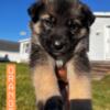 German Shepherd Mix Puppies for sale