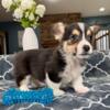 AKC Corgi Puppies for Sale - $700