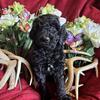 F1B female Mini Goldendoodle 