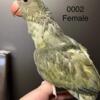 Female Emerald Violet Ringneck