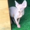 Sphynx male cat for sale