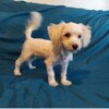 Alexandrite - Male MaltiPoo (Maltese/Toy Poodle) neutered, non-shedding