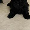 Cockapoo mini SALE