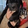 English Bulldog Golden Retriever Mix Puppies