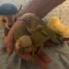 7 weeks old pineapple and yellow sided Conures ( VERY LOVING BABIES)