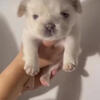 Fluffy Frenchies 4 Sale