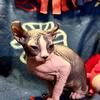 ✨ Adorable Elf Sphynx Kittens Available ✨
