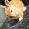 Orange! Netherland dwarf buck- full pedigree