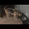 German Shepard Adult Female