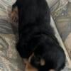 Dachshund , Black and Cream, male