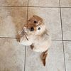 CUTE CUDDLY MINIATURE GOLDENDOODLE