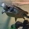 Aquatic turtles free