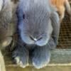 Holland Lop Bunnies in Spartanburg