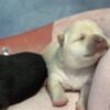 SHIBA INU PUPPIES 2 weeks old as of now